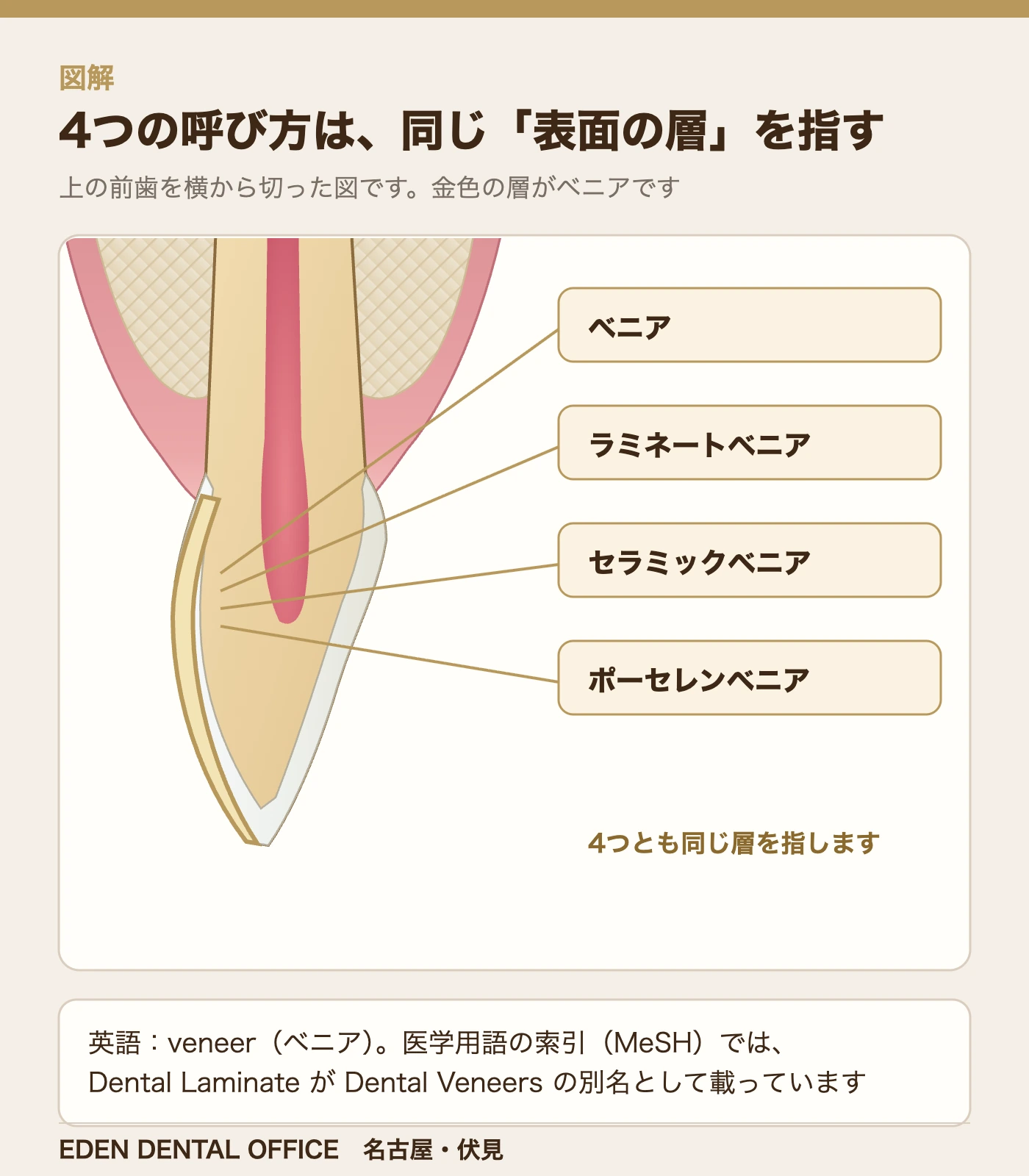 4つの呼び方は、同じ「表面の層」を指す|名古屋エデンデンタルオフィス